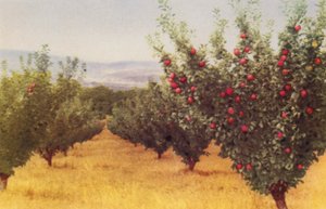 Appelboomgaard door Photographer Australian