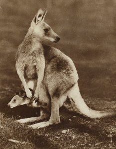 Baby kangoeroe kijkt uit de buidel van zijn moeder, Australië