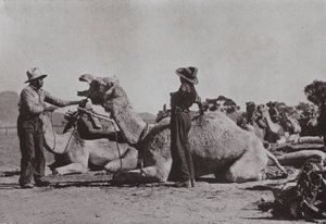 Kameelteams met Aboriginals die buitenposten in Centraal-Australië bevoorraden door Photographer Australian