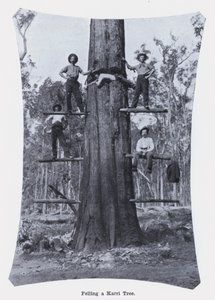 Het vellen van een Karri-boom