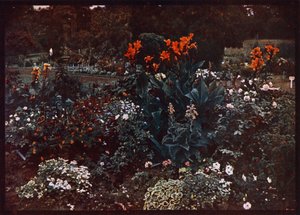 Bloembed in de Botanische Tuinen, Sydney, New South Wales, Australië