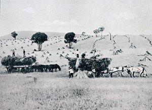 Oogsten, New South Wales, ca. 1900, uit 