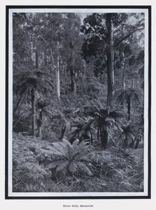 Nyora Gully, Healesville door Photographer Australian