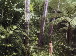 Queensland, Australië: Tropisch oerwoud (foto)