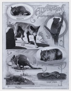Enkele Australische dieren