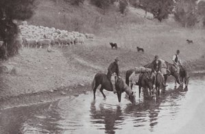 De Rust, Typische Australische Veedrijvers door Photographer Australian