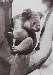 De unieke Koala of Inheemse Beer door Photographer Australian