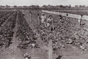 Groenten geteeld nabij de Transcontinentale Weg in het zogenaamde Woestijnland, geïrrigeerd met boorwater door Photographer Australian