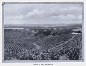 Wijngaarden in Magill, nabij Adelaide