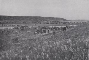 Veekudde op de glooiende hooglanden van Alberta (zwart-wit foto) door Photographer Canadian