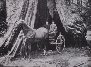 De Grote Boom, Stanley Park, Vancouver door Photographer Canadian