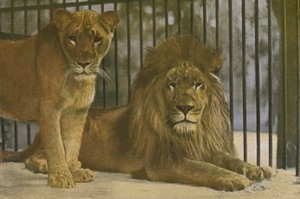 Keulen Zoo, Leeuwen
