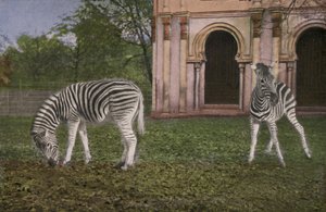 Keulen Zoo, Zebra