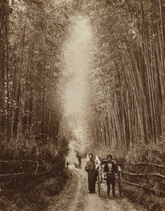 Bamboebos, Japan (zw/w foto)