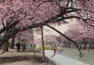 Japan, ca. 1912: Kersenbloesem in Koganei, nabij Tokio door Photographer Japanese