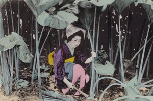 Japan, ca. 1912: Enorme moerasrabarber, wilde plant, Akita door Photographer Japanese