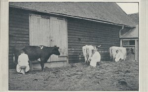 Koeien melken, 1910