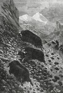 Muskusossen, houtsnede door Edouard Riou (1833-1900) door Blaise Nicolas Le Sueur