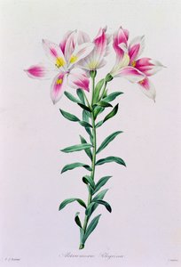 Alstroemeria Peregrina door Pierre Joseph Redouté