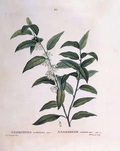 Andromeda acuminata, botanische plaat door Pierre Joseph Redouté door Pierre Joseph Redouté