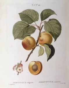 Abrikoos (Armeniaca vulgaris of Prunus armeniaca), botanische plaat door Pierre Joseph Redouté