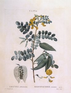 Blaasjesstruik (Colutea arborescence), botanische plaat door Pierre Joseph Redouté door Pierre Joseph Redouté