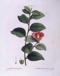 Camellia (Camellia japonica), botanische plaat door Pierre Joseph Redouté door Pierre Joseph Redouté