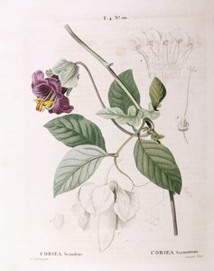 Beker en schotel wijnstok (Cobaea scandens), botanische plaat door Pierre Joseph Redouté