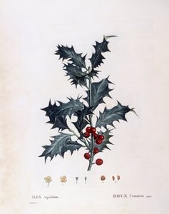 Europese hulst (Ilex aquifolium), Henry Louis Duhamel du Monceau, botanische plaat door Pierre Joseph Redouté door Pierre Joseph Redouté