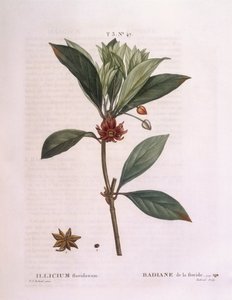 Florida anijsboom (Illicium floridanum), botanische plaat door Pierre Joseph Redouté