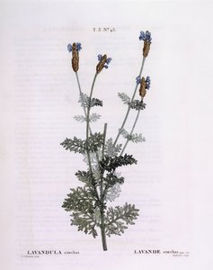 Franse Lavendel (Lavandula stoechas), Henry Louis Duhamel du Monceau, botanische plaat door Pierre Joseph Redouté