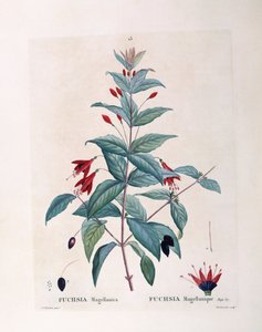 Fuchsia (Fuchsia magellanica), Henry Louis Duhamel du Monceau, botanische plaat door Pierre Joseph Redouté door Pierre Joseph Redouté