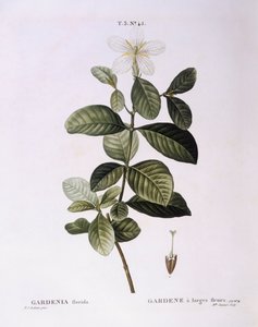Gardenia (Gardenia florida), botanische plaat door Pierre Joseph Redouté door Pierre Joseph Redouté