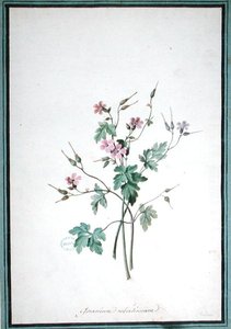 Geranium Robertianum door Pierre Joseph Redouté