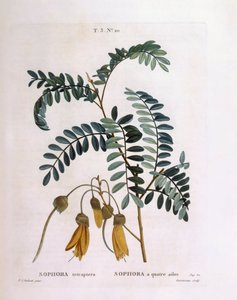 Kowhai (Sophora tetraptera of Edwardsia grandiflora), botanische plaat door Pierre Joseph Redouté door Pierre Joseph Redouté