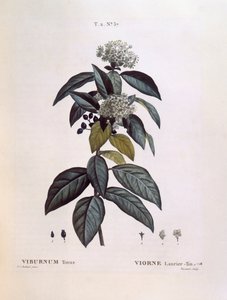 Laurier (Viburnum tinus), botanische plaat door Pierre Joseph Redouté door Pierre Joseph Redouté