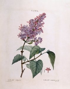 Sering (Syringa vulgaris), botanische plaat door Pierre Joseph Redouté