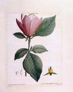 Magnolia (Magnolia discolour), botanische plaat door Pierre Joseph Redouté door Pierre Joseph Redouté