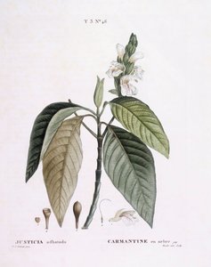 Malabarnoot (Justicia adhatoda), botanische plaat door Pierre Joseph Redouté door Pierre Joseph Redouté
