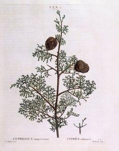 Mediterrane cipres (Cupressus sempervirens), botanische plaat door Pierre Joseph Redouté door Pierre Joseph Redouté
