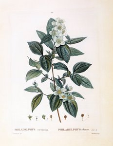 Schijnoranjebloesem (Philadelphus coronarius), botanische plaat door Pierre Joseph Redouté