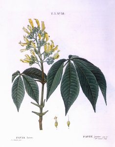 Pavia lutea, Henry Louis Duhamel du Monceau, botanische plaat door Pierre Joseph Redouté
