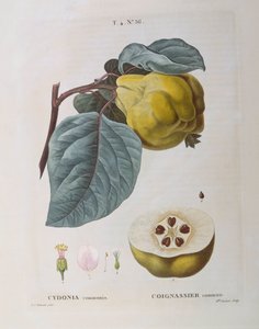 Kweepeer (Cydonia communis), botanische plaat door Pierre Joseph Redouté door Pierre Joseph Redouté