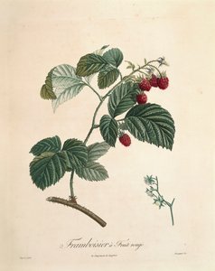 Framboos door Pierre Joseph Redouté (1759-1840)