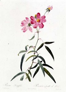 Rosa Longifolia door Pierre Joseph Redouté