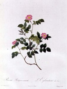 Rosa Rubiginosa Nemoralis door Pierre Joseph Redouté