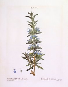 Rozemarijn (Rosmarinus officinalis), botanische plaat door Pierre Joseph Redouté door Pierre Joseph Redouté