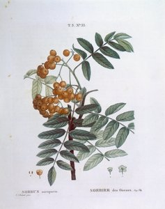 Lijsterbes of Europese lijsterbes (Sorbus aucuparia), Henry Louis Duhamel du Monceau, botanische plaat door Pierre Joseph Redouté