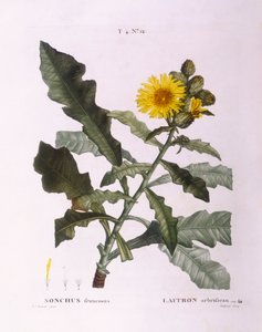 Melkdistels (Sonchus fruticosus), botanische plaat door Pierre Joseph Redouté door Pierre Joseph Redouté