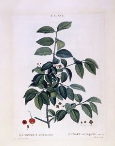 Kardinaalsmuts (Euonymus verrucosus), botanische plaat door Pierre Joseph Redouté